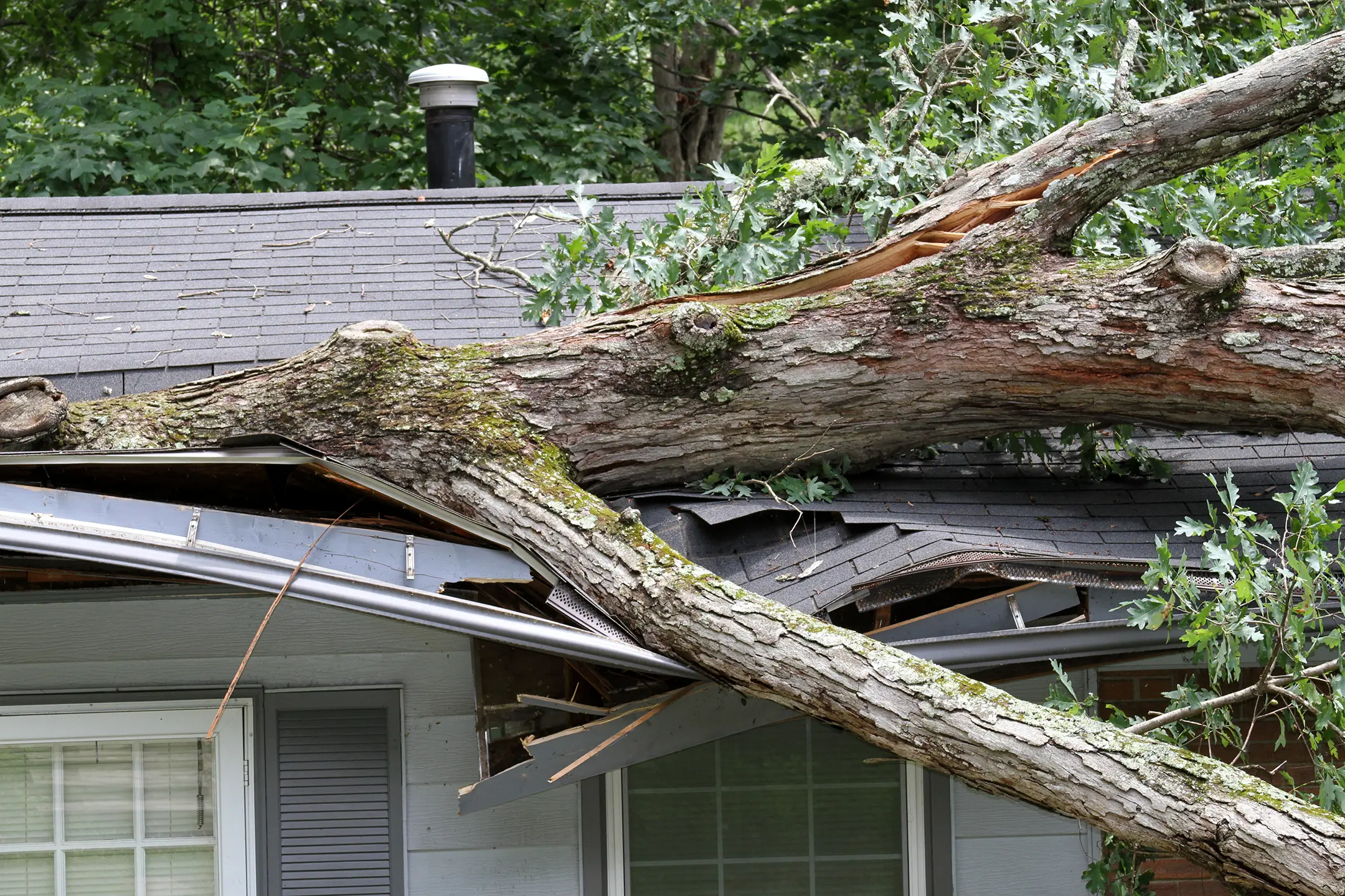 tree on roof damage