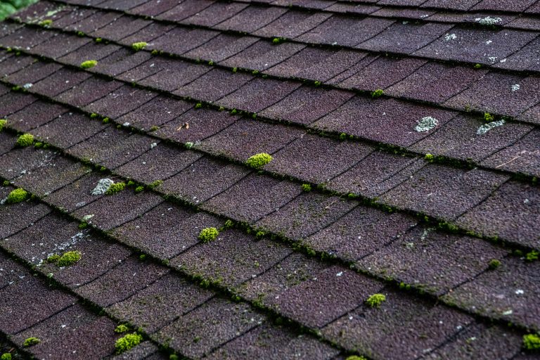 roof moss removal Detailed view of moss and lichen forming on asphalt shingles, representing aging infrastructure and the effects of natural elements on building materials.